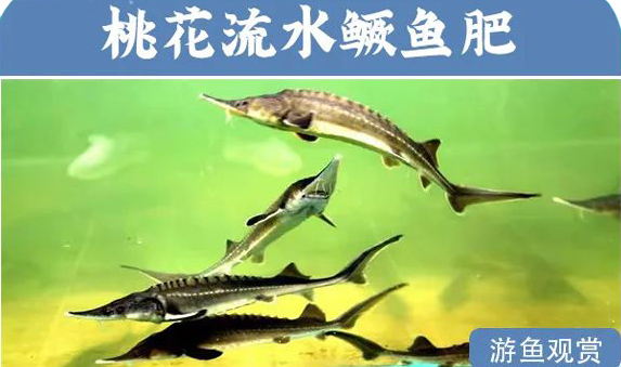 家禽牲畜养殖饮用水发黄怎么净化处理?